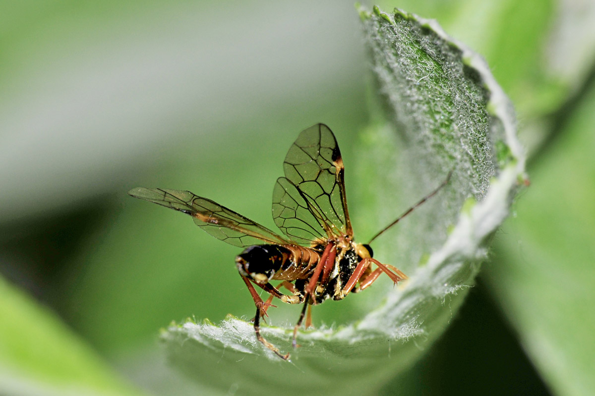 Tenthredinidae N 10: Tenthredopsis sp. cfr. sordida